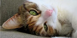 Cat Visits