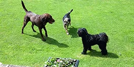 Dog Day Care