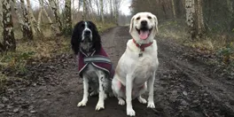 Dog Walking