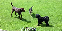 dog day care